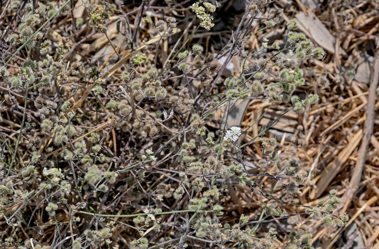 Изображение особи Torilis arvensis.