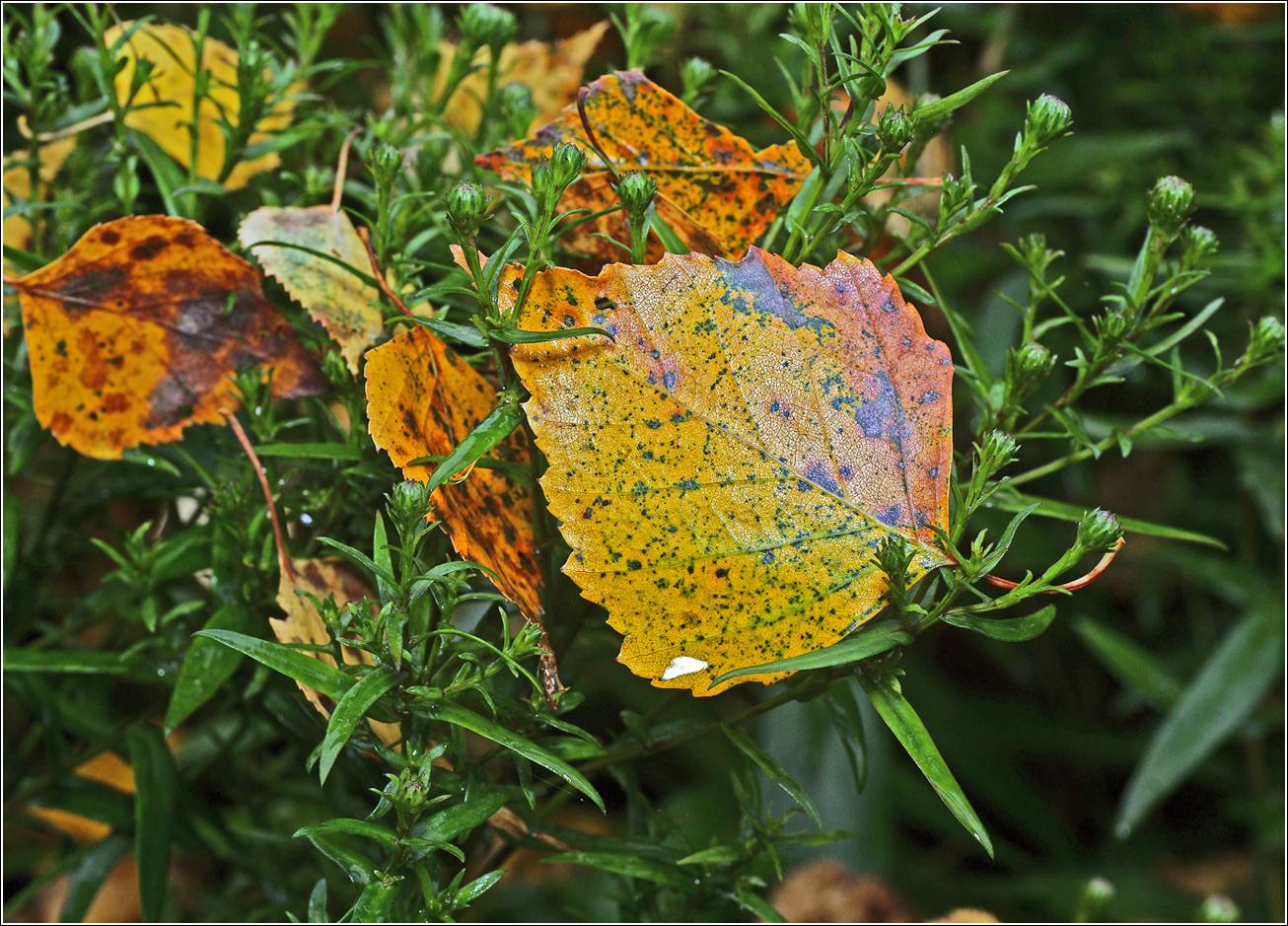 Image of Betula pendula specimen.