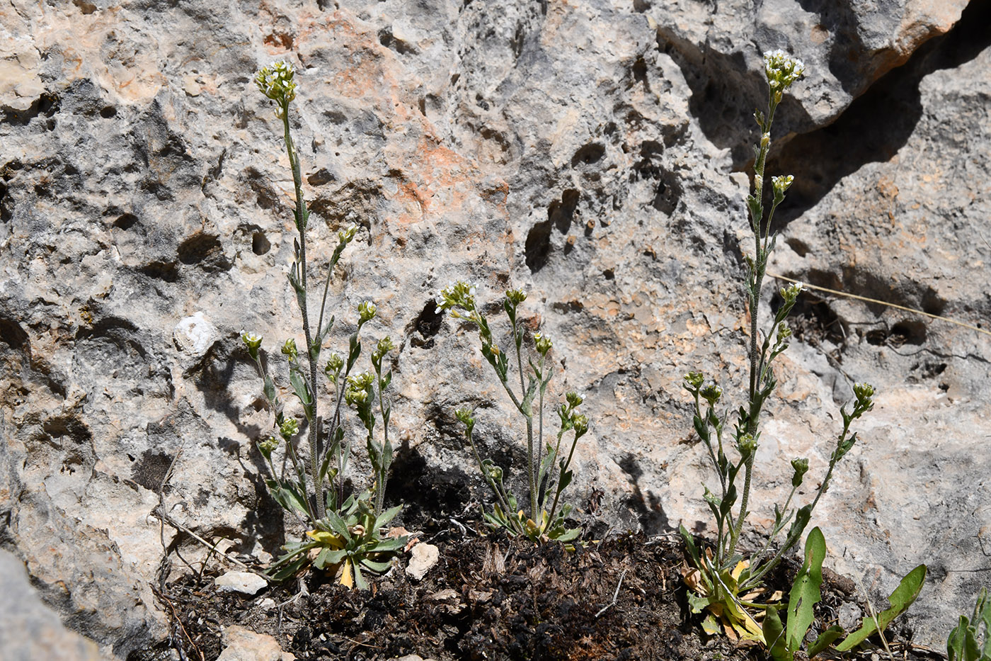 Image of familia Brassicaceae specimen.
