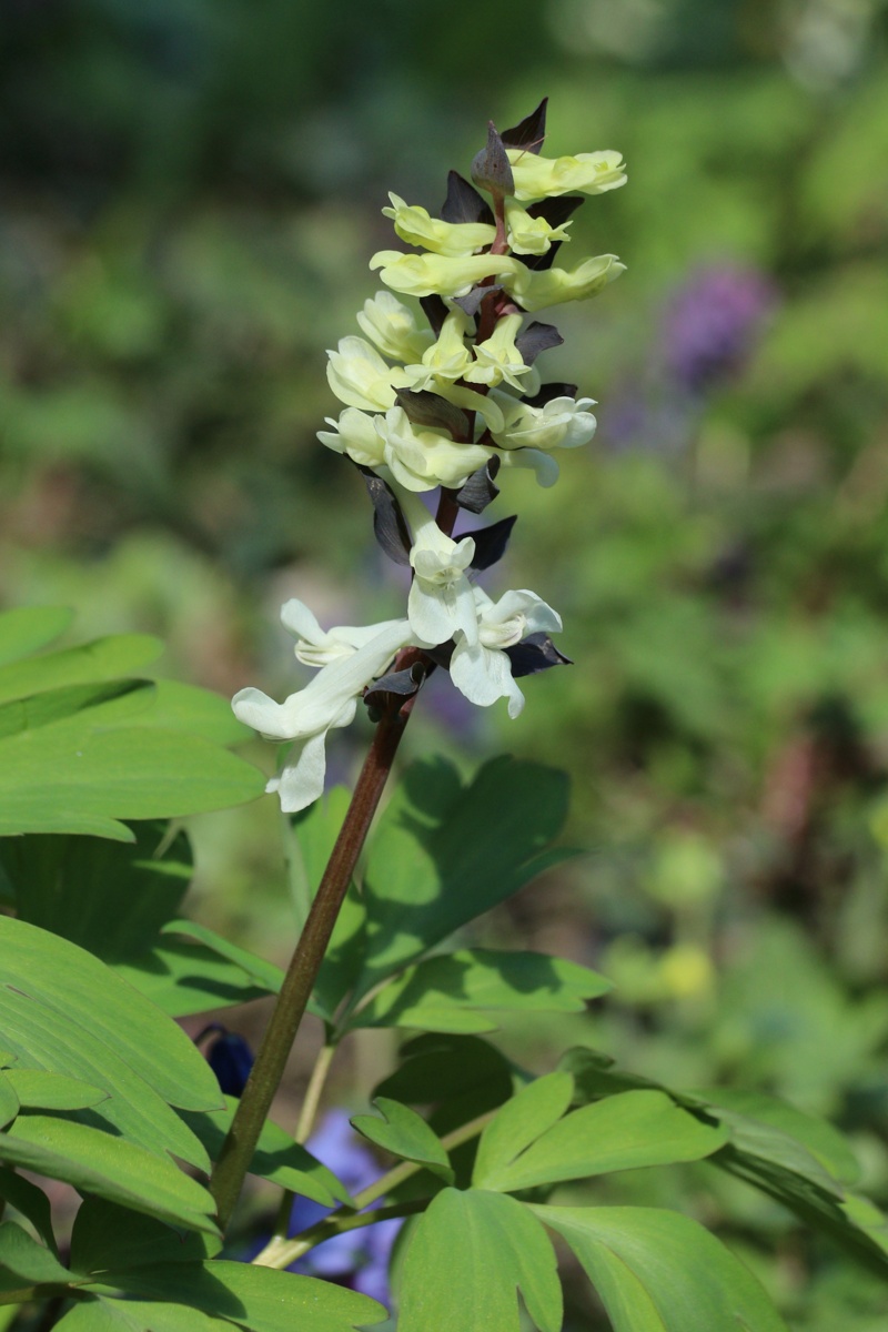 Изображение особи Corydalis cava.