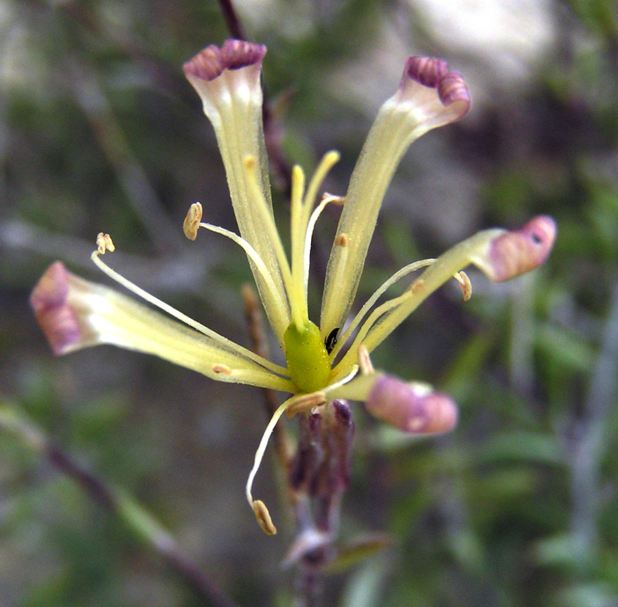 Изображение особи Silene cretacea.