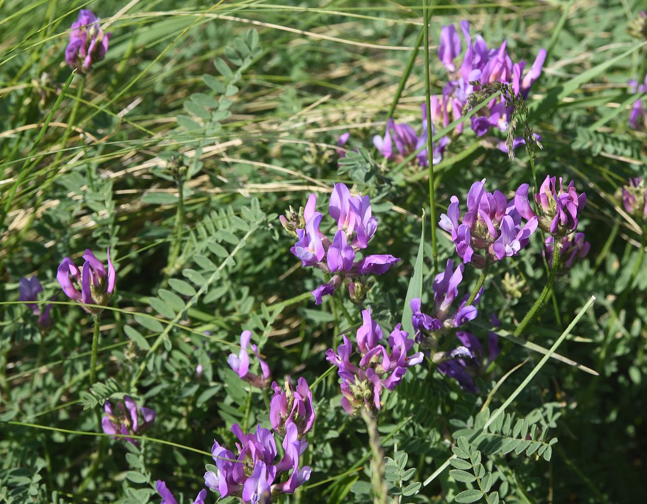Image of genus Astragalus specimen.