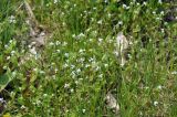 Trigonotis peduncularis