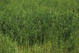 Vicia tetrasperma. Заросль цветущих растений в сообществе с Lolium(?). С.-Петербург, Петергоф, Луговой парк, сеянный луг на недавно перепаханной земле. 07.06.2026.