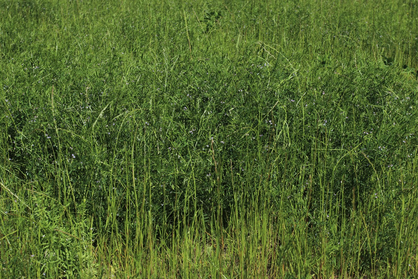Изображение особи Vicia tetrasperma.