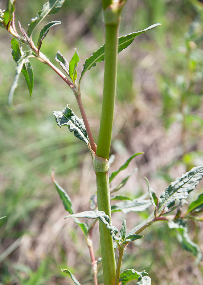 Image of Aconogonon alpinum specimen.