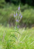 Veronica longifolia. Верхушка цветущего растения. Приморский край, Надеждинский р-н, окр. пос. Тихое, дол. р. Первая Речка на правом берегу, сырой луг. 19.07.2026.