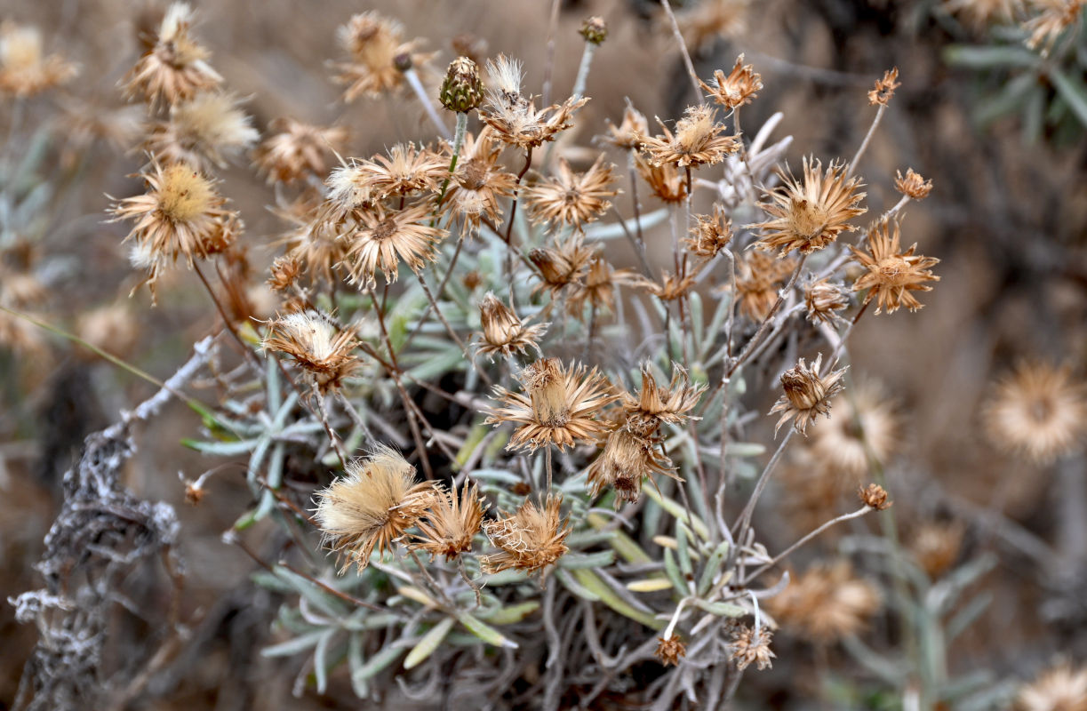 Image of Phagnalon saxatile specimen.