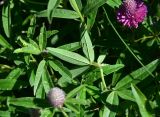 род Trifolium