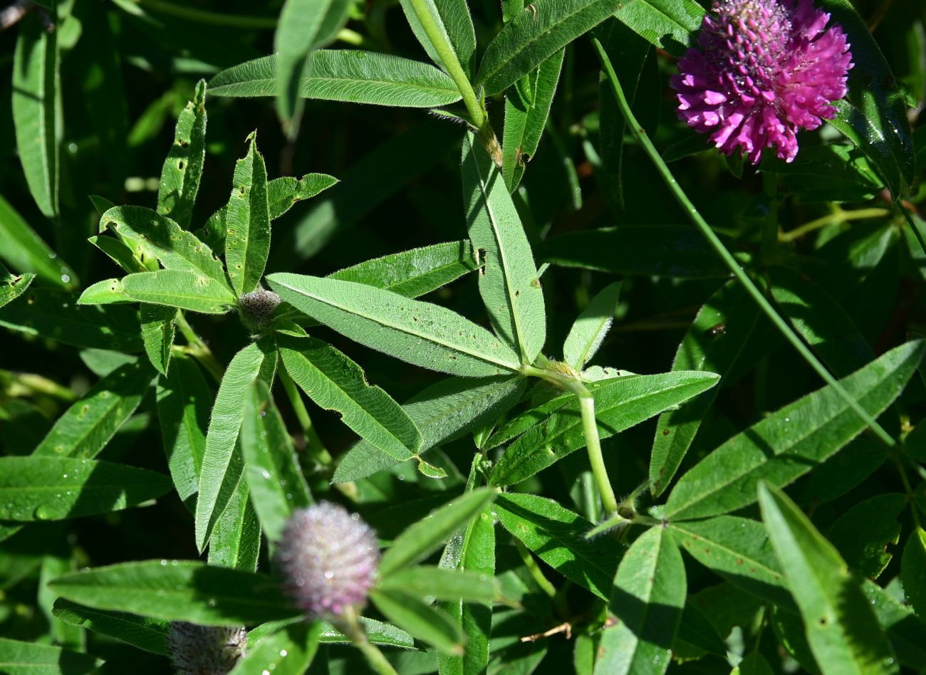 Изображение особи род Trifolium.