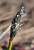 Eriophorum vaginatum