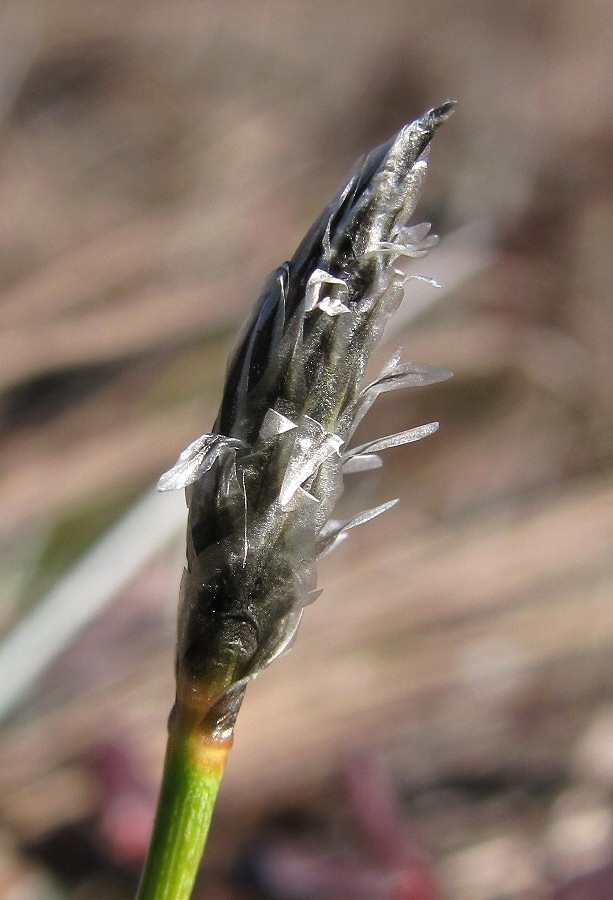 Изображение особи Eriophorum vaginatum.