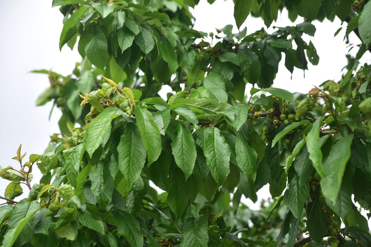 Image of Unknown species specimen.
