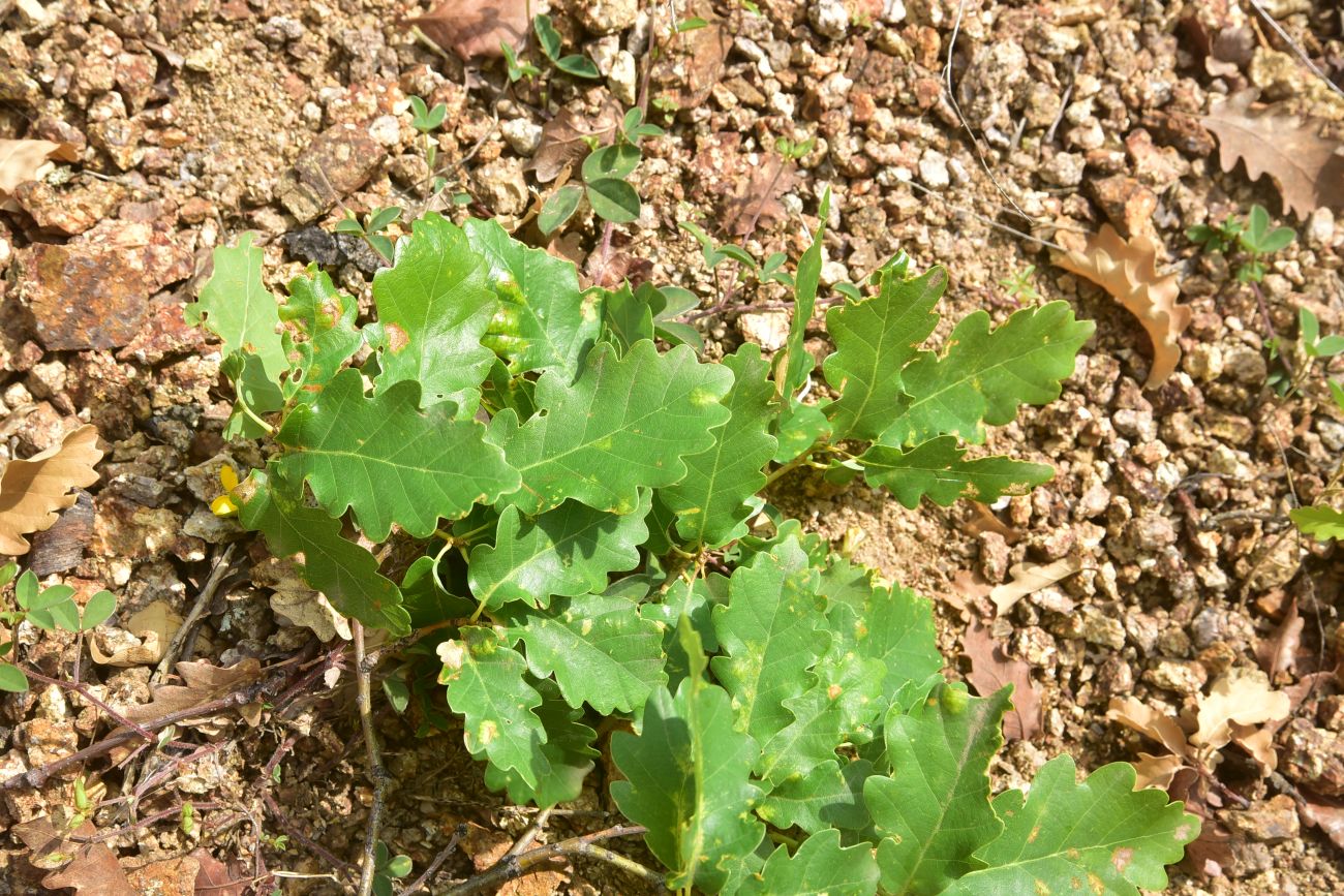 Image of genus Quercus specimen.