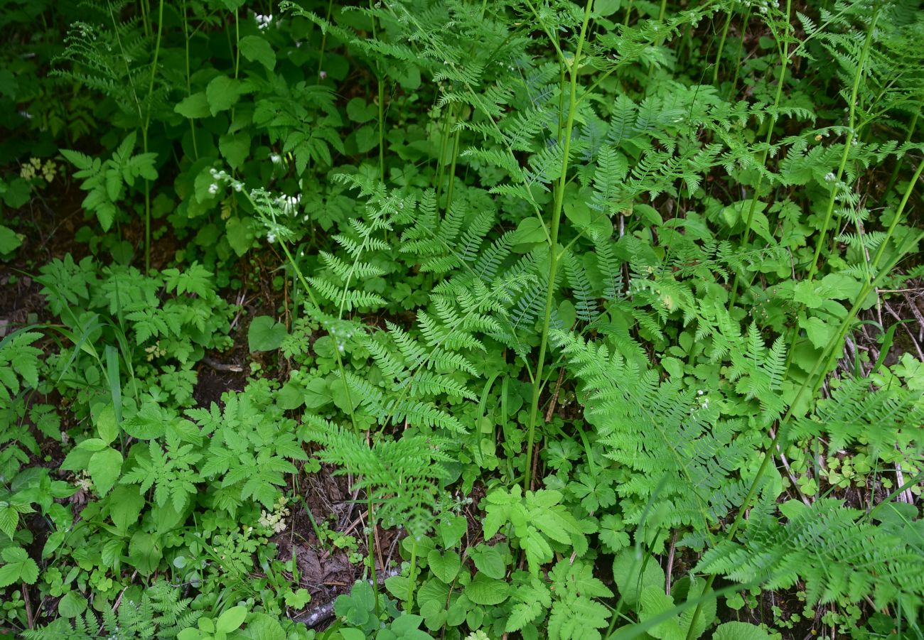 Image of Unknown species specimen.