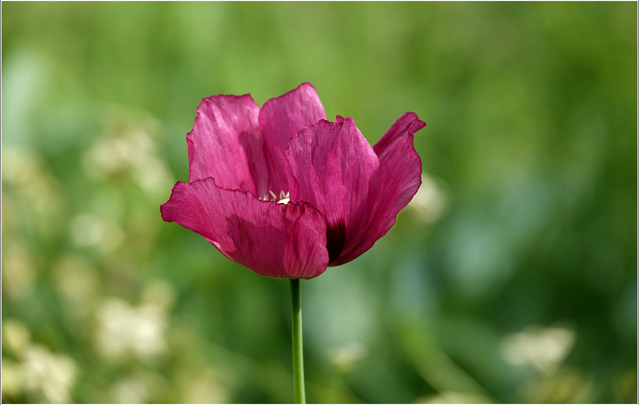 Image of Papaver somniferum specimen.