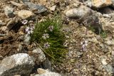 род Silene