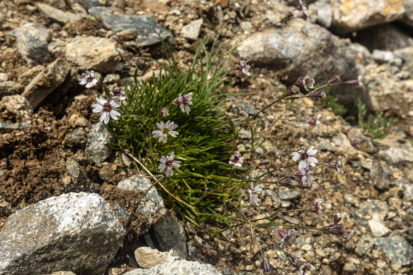 Image of genus Silene specimen.