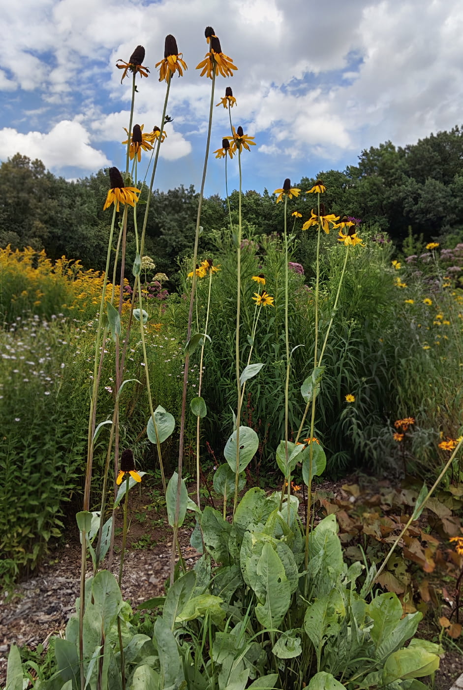 Image of Rudbeckia maxima specimen.