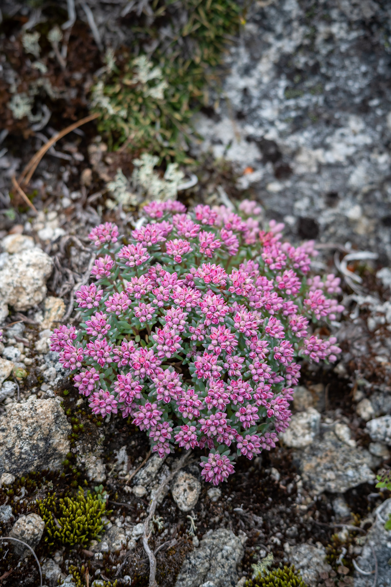 Изображение особи род Sempervivum.
