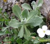 Arabis caucasica