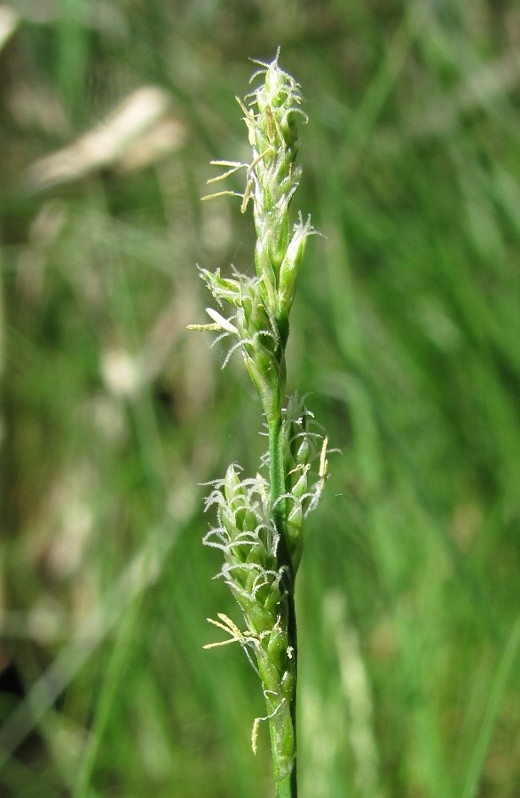 Изображение особи Carex canescens.