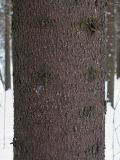 Picea abies. Ствол молодого дерева (диаметр около 20 см). Санкт-Петербург, Старый Петергоф, парк \"Сергиевка\". 22.02.2009.