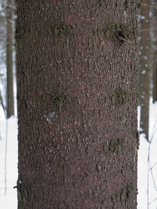 Изображение особи Picea abies.