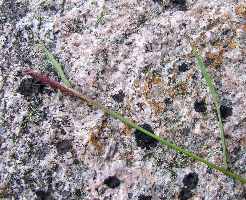 Изображение особи род Calamagrostis.