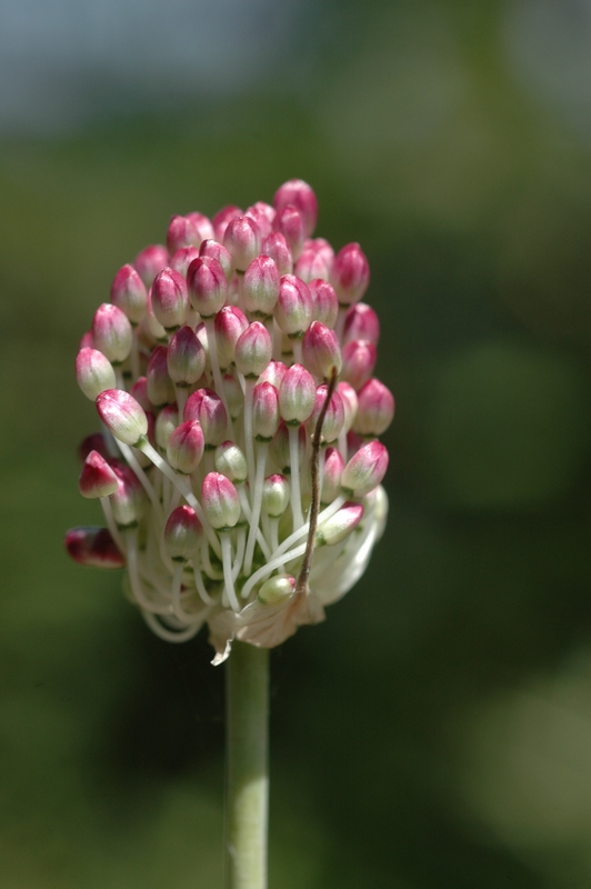 Изображение особи Allium turkestanicum.