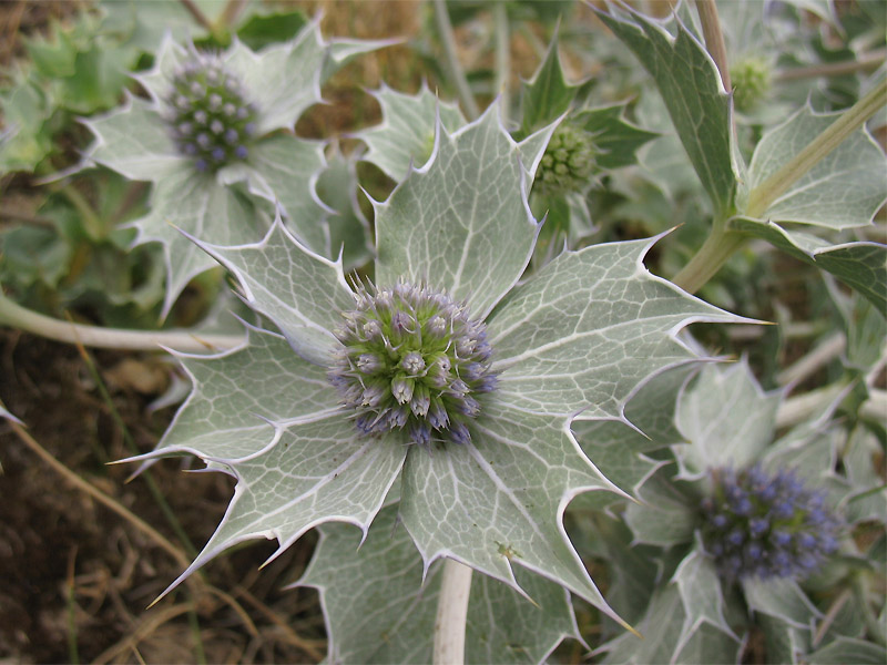 Изображение особи Eryngium maritimum.