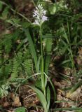 Dactylorhiza saccifera. Цветущее растение в пихтово-лиственном лесу. Республика Карачаево-Черкесия, Домбай, устье ущ. р. Аманауз, 1650 м н.у.м. 05.07.2011.