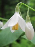 Styrax obassia