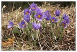 Pulsatilla patens