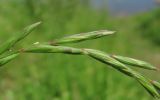 Elymus fibrosus