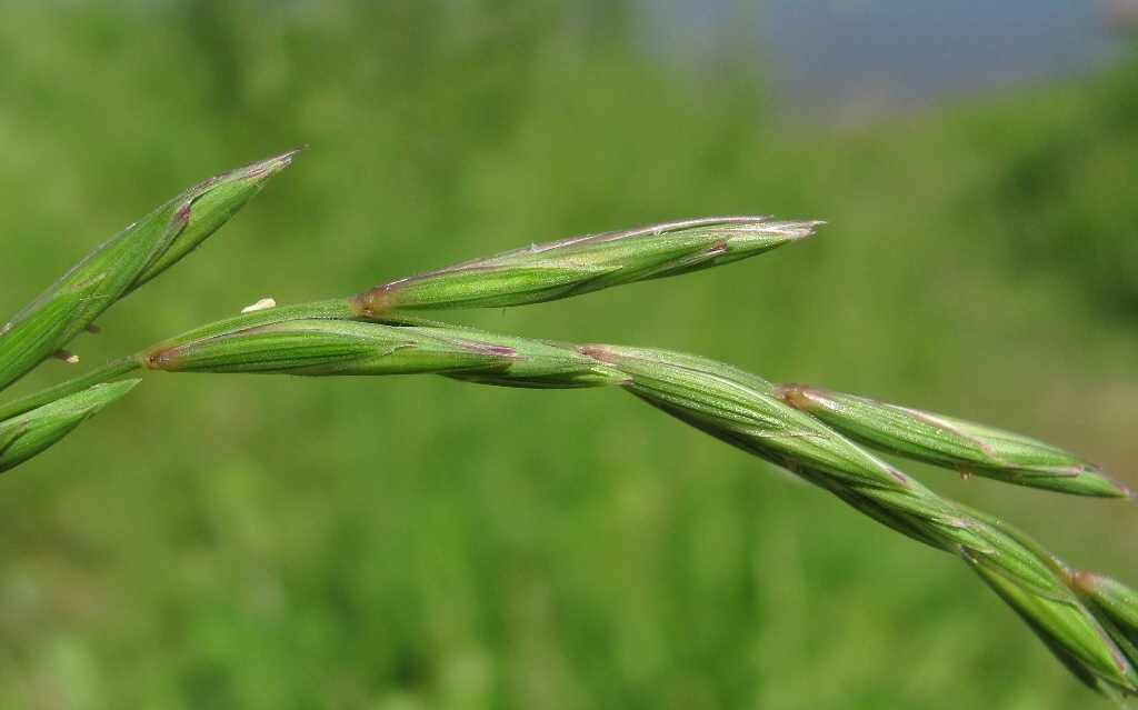 Изображение особи Elymus fibrosus.