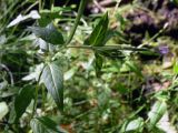 Epilobium adenocaulon