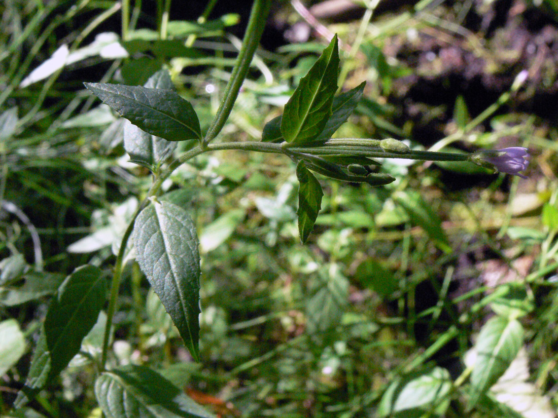 Image of Epilobium adenocaulon specimen.