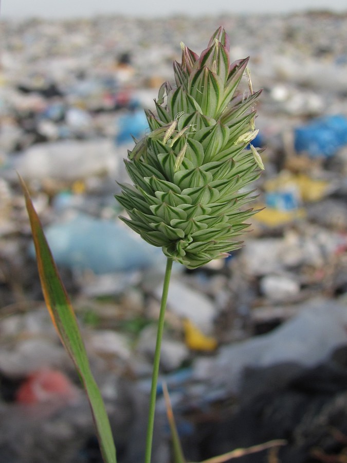 Изображение особи Phalaris canariensis.