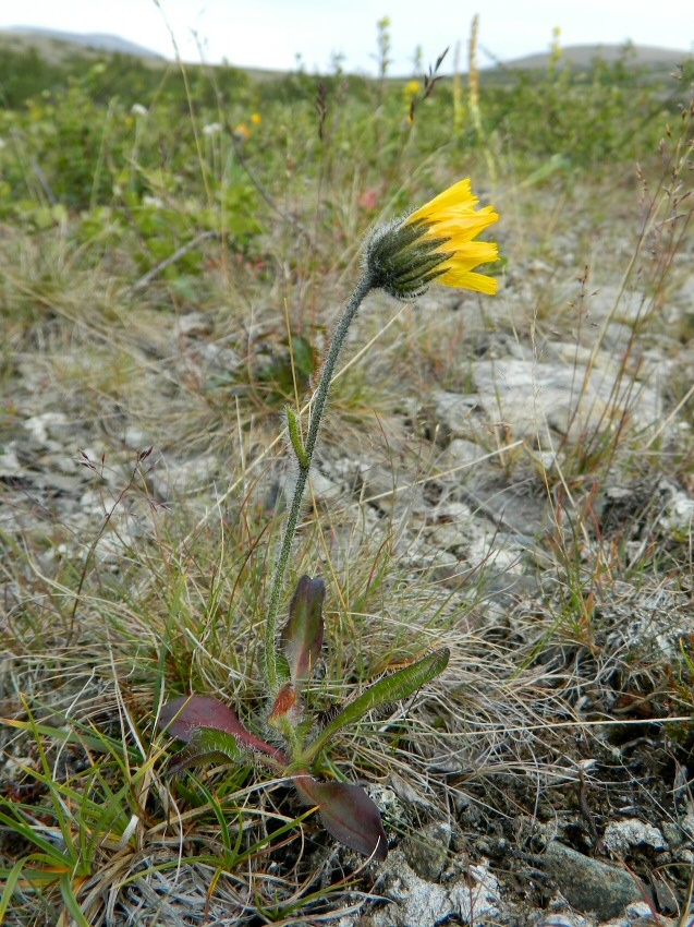 Изображение особи Hieracium alpinum.