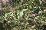 Capparis herbacea