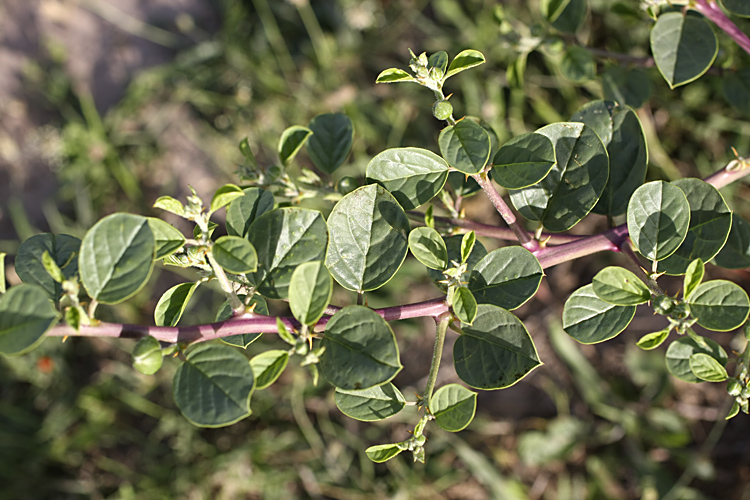 Изображение особи Capparis herbacea.