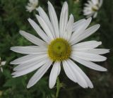 Leucanthemella serotina