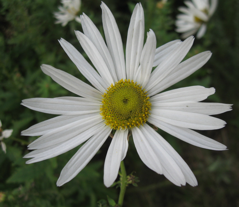 Изображение особи Leucanthemella serotina.