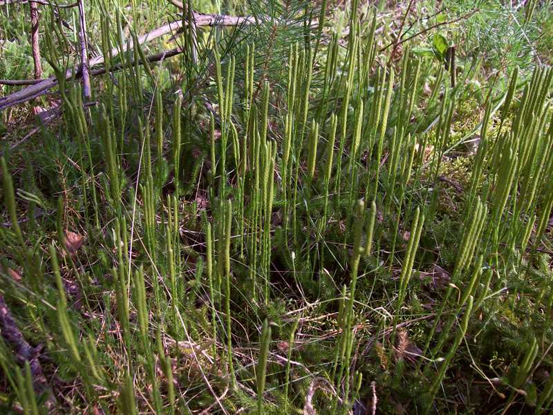 Image of Lycopodium clavatum specimen.