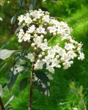 Viburnum tinus