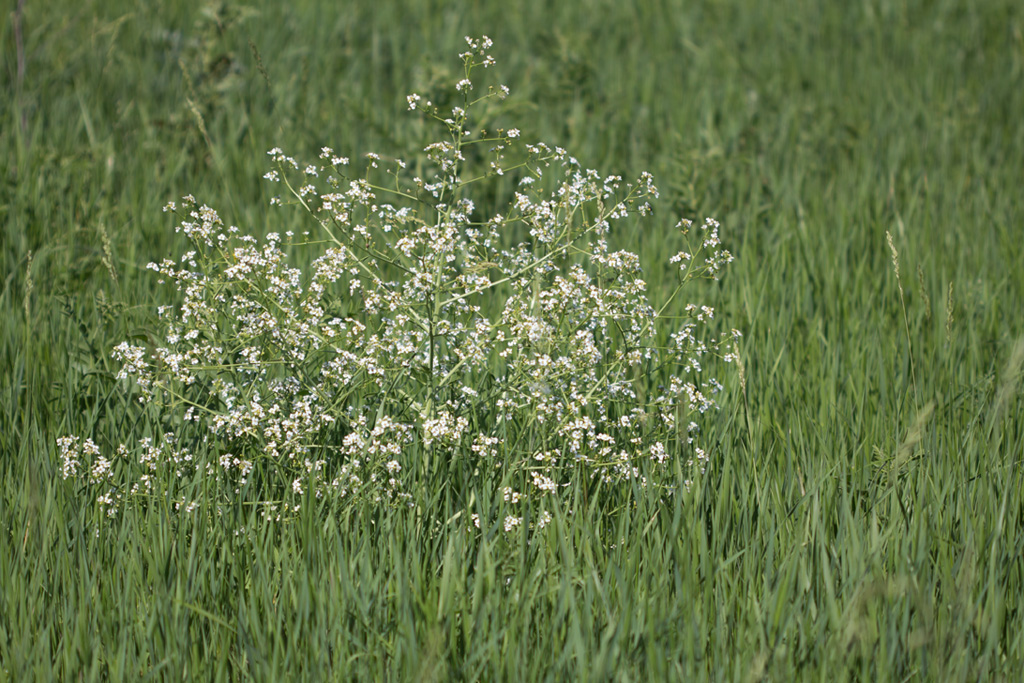 Image of Crambe aspera specimen.