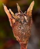 genus Carpobrotus