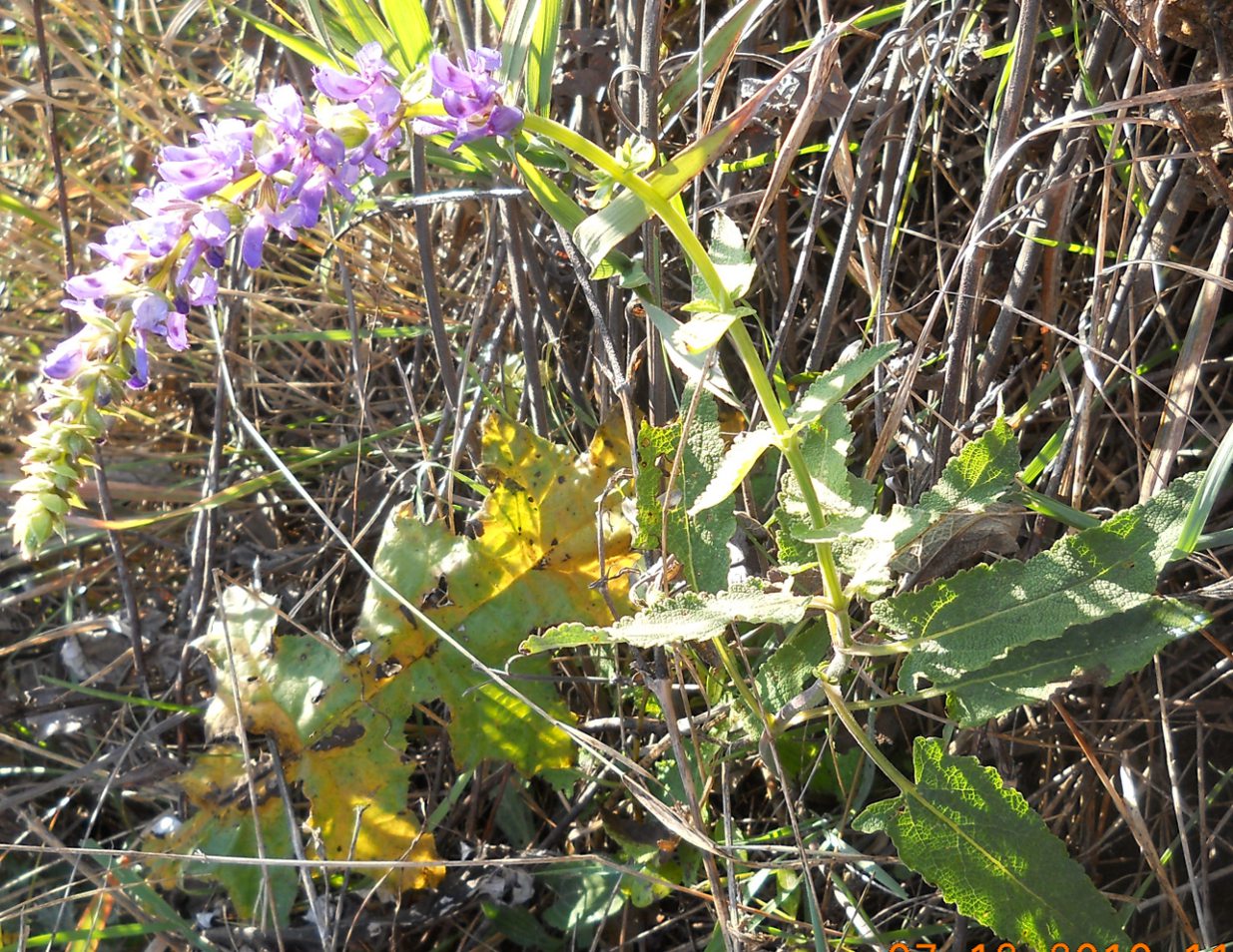 Изображение особи Salvia tesquicola.