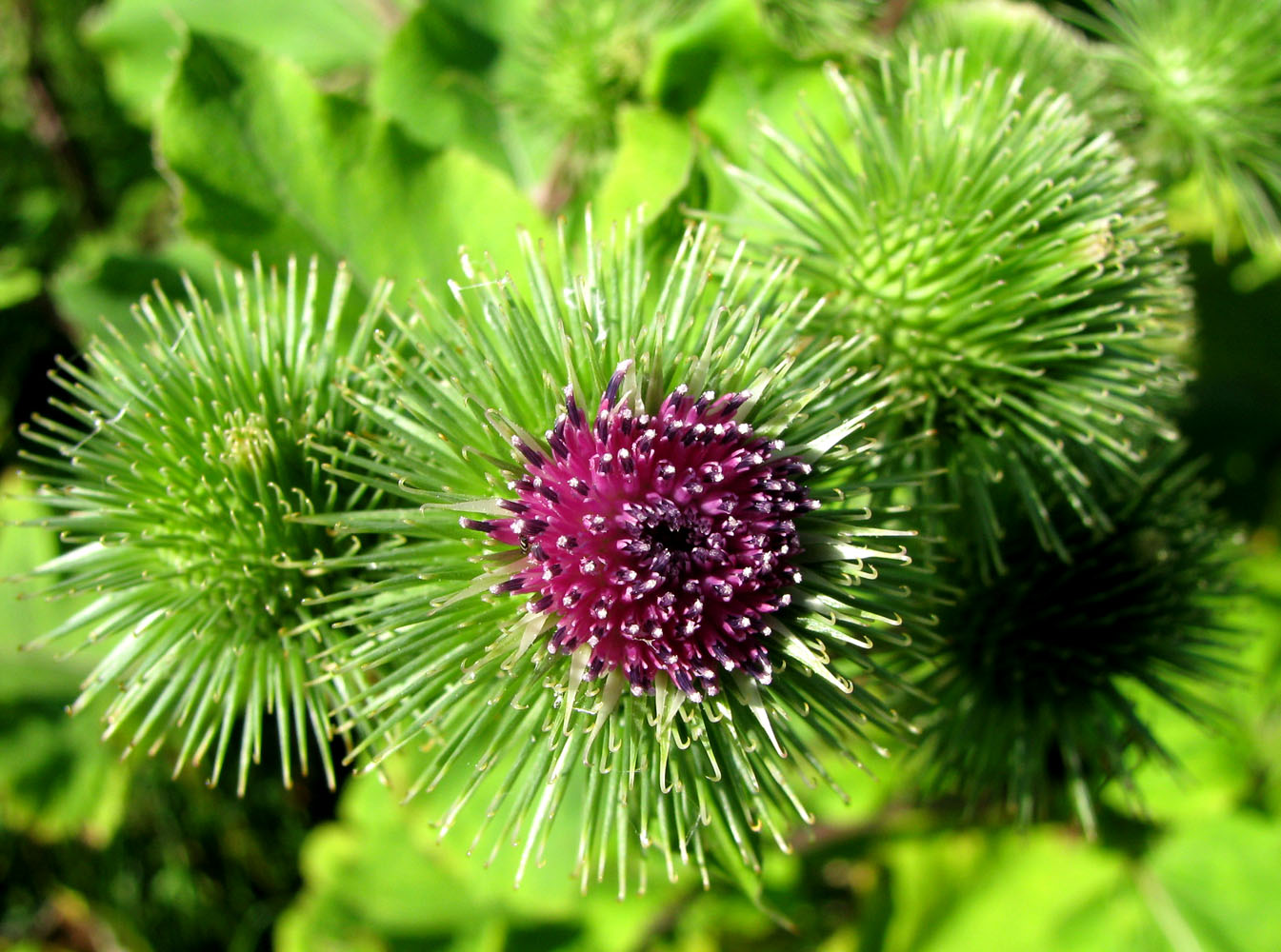 Изображение особи Arctium lappa.